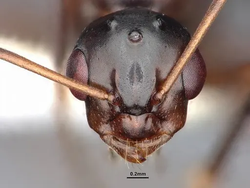 Camponotus sayi - CASENT0884383