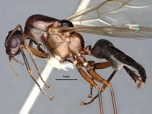Camponotus sayi - CASENT0884383