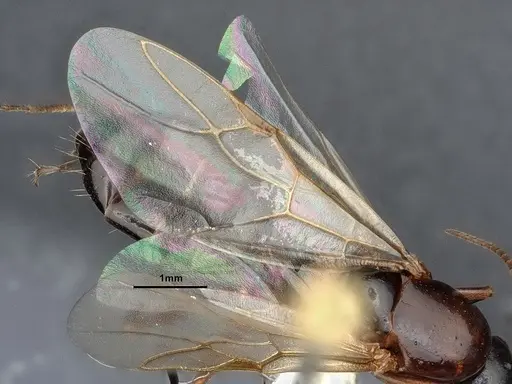 Camponotus sayi - CASENT0884383