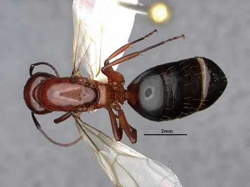 Camponotus sayi - CASENT0884384