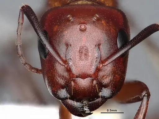 Camponotus sayi - CASENT0884384