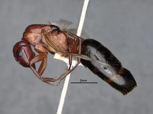 Camponotus sayi - CASENT0884384