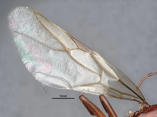 Camponotus sayi - CASENT0884384