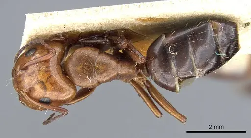 Camponotus sayi - CASENT0905408