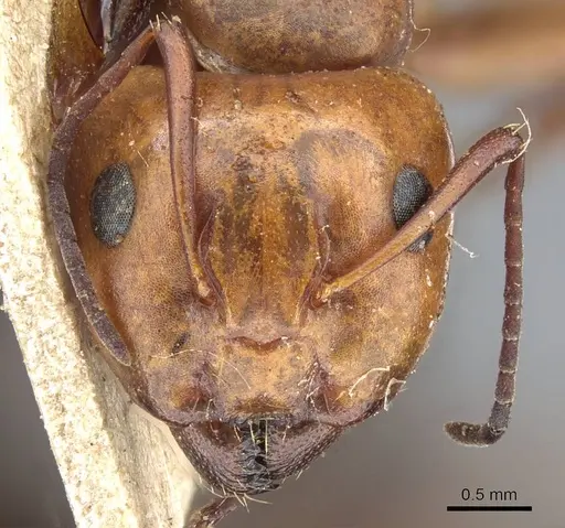 Camponotus sayi - CASENT0905408