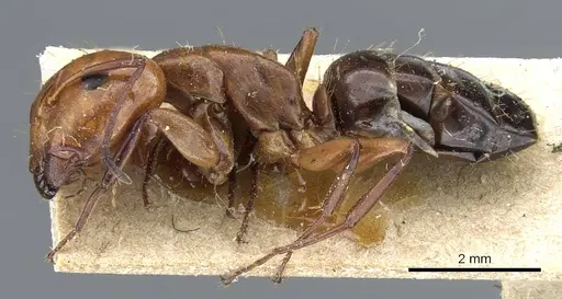 Camponotus sayi - CASENT0905408