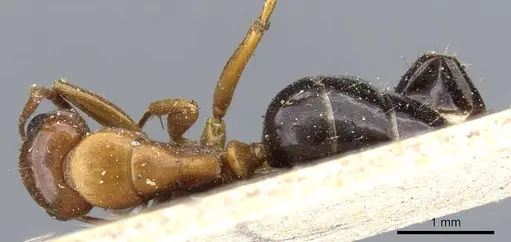 Camponotus sayi - CASENT0905409