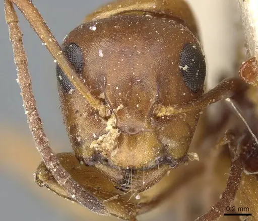 Camponotus sayi - CASENT0905409
