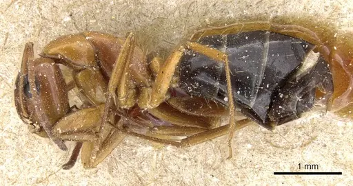 Camponotus sayi - CASENT0905409