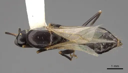Camponotus sayi - CASENT0923037