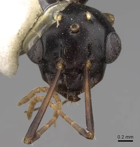 Camponotus sayi - CASENT0923037