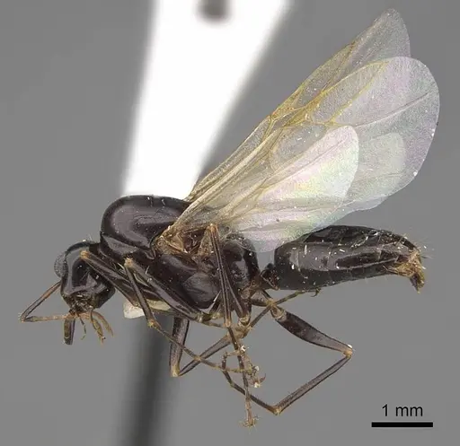 Camponotus sayi - CASENT0923037