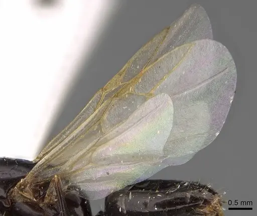 Camponotus sayi - CASENT0923037