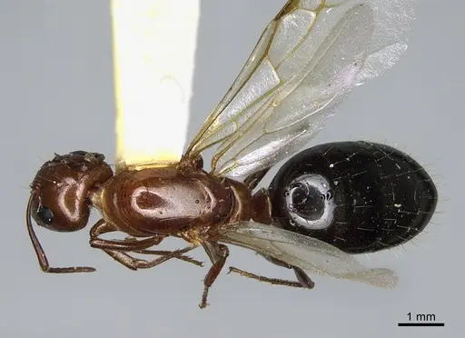 Camponotus sayi - CASENT0923641