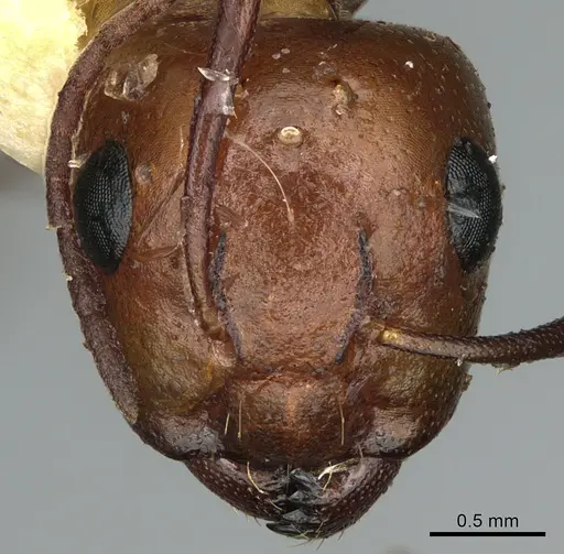 Camponotus sayi - CASENT0923641
