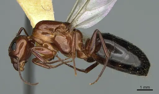 Camponotus sayi - CASENT0923641