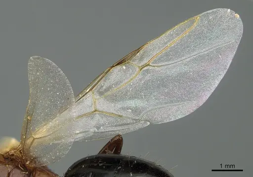 Camponotus sayi - CASENT0923641