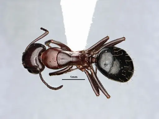Camponotus sayi - CASENT4031319