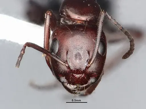 Camponotus sayi - CASENT4031319