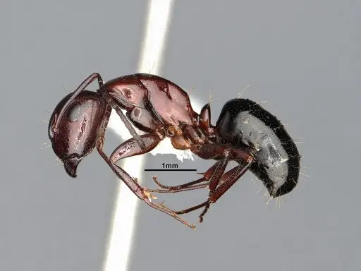 Camponotus sayi - CASENT4031319