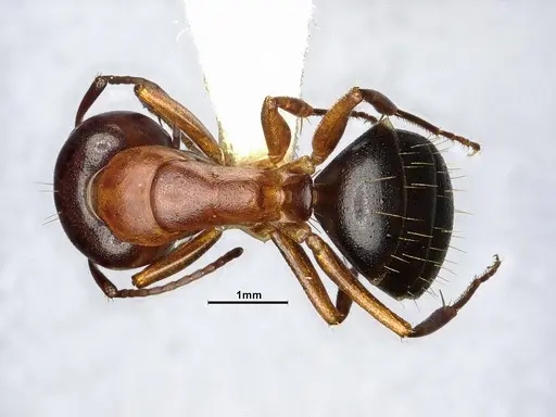 Camponotus sayi - CASENT4031396