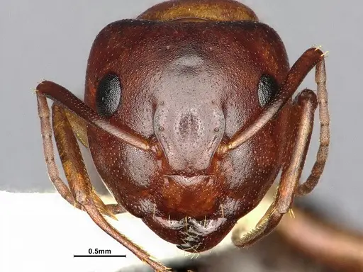 Camponotus sayi - CASENT4031396