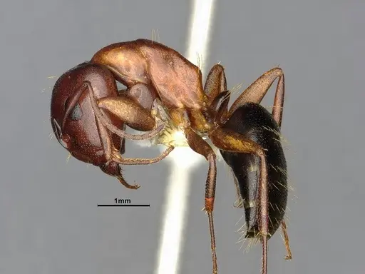 Camponotus sayi - CASENT4031396