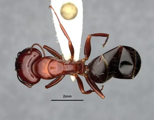 Camponotus sayi - CASENT4032308
