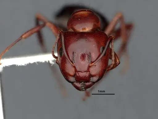 Camponotus sayi - CASENT4032308