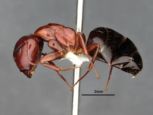 Camponotus sayi - CASENT4032308