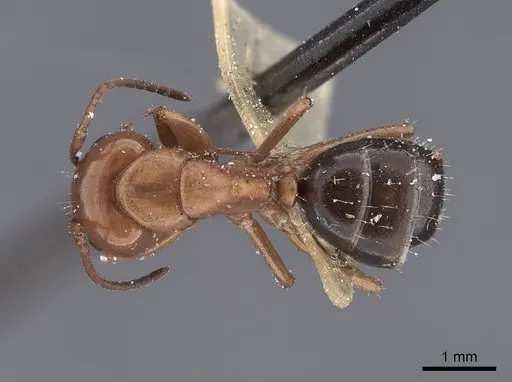 Camponotus sayi - FMNHINS0000045934