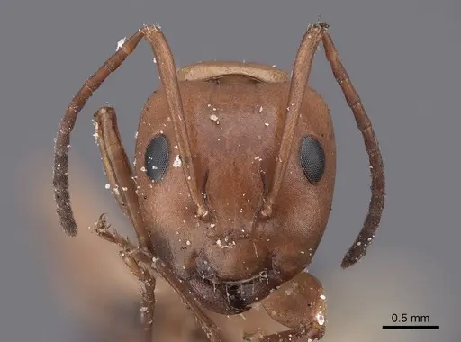 Camponotus sayi - FMNHINS0000045934