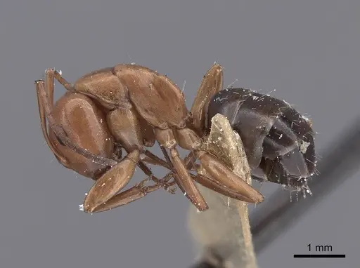 Camponotus sayi - FMNHINS0000045934