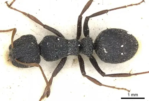 Camponotus scabrinodis specimen
