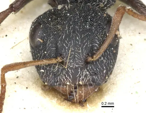 Camponotus scabrinodis specimen