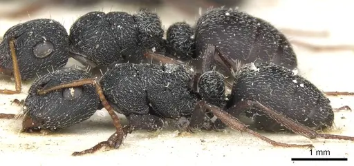 Camponotus scabrinodis specimen