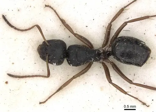 Camponotus scalaris specimen