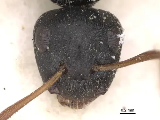 Camponotus scalaris specimen