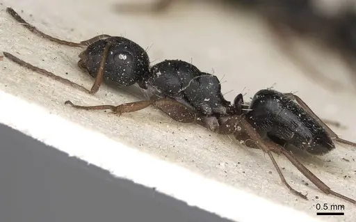Camponotus scalaris specimen