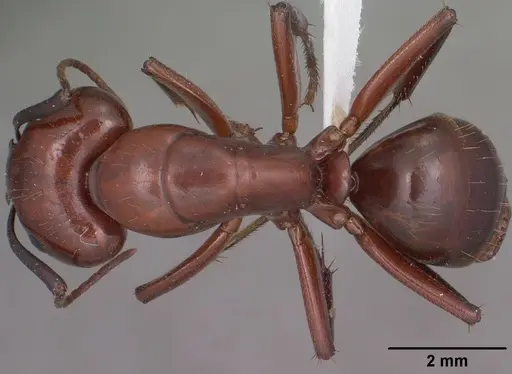 Camponotus schaefferi specimen
