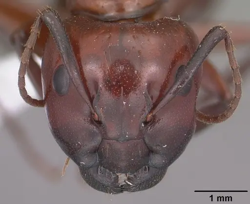 Camponotus schaefferi specimen