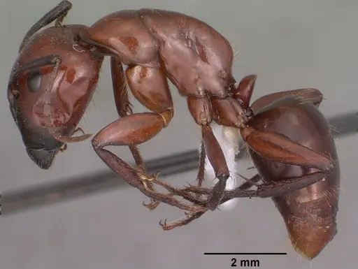 Camponotus schaefferi specimen