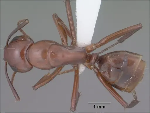 Camponotus schaefferi - CASENT0102811