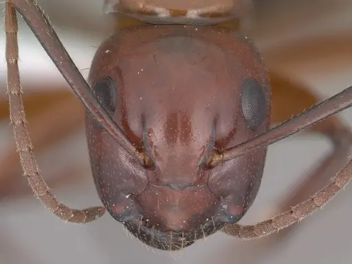 Camponotus schaefferi - CASENT0102811