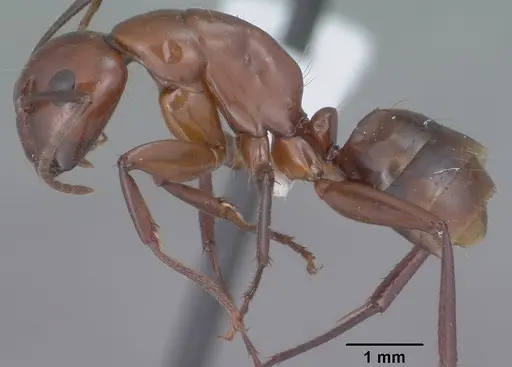 Camponotus schaefferi - CASENT0102811