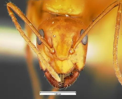 Camponotus schaefferi - CASENT0105589