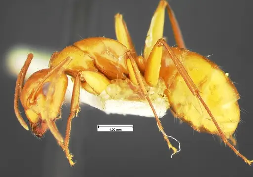 Camponotus schaefferi - CASENT0105589