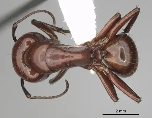 Camponotus schaefferi - CASENT0280019