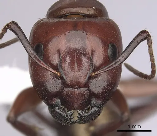 Camponotus schaefferi - CASENT0280019