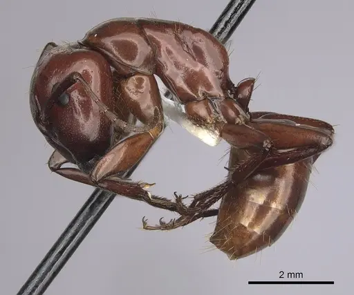 Camponotus schaefferi - CASENT0280019